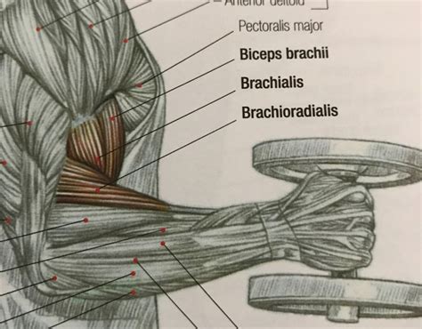 You Probably Didnt Know All The Muscles Used In Armwrestling